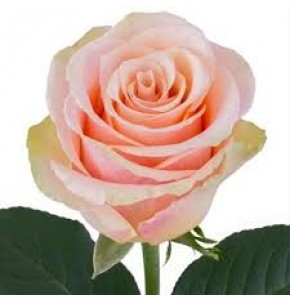 ΤΡΙΑΝΤΑΦΥΛΛΑ ΚΡΕΜ 50εκ.ROSEN PRIMAVERA 50cm